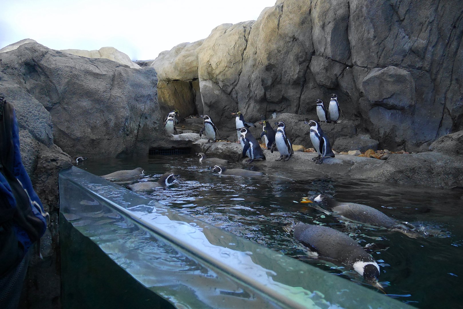 Penguin Plunge: Low Viewing Window