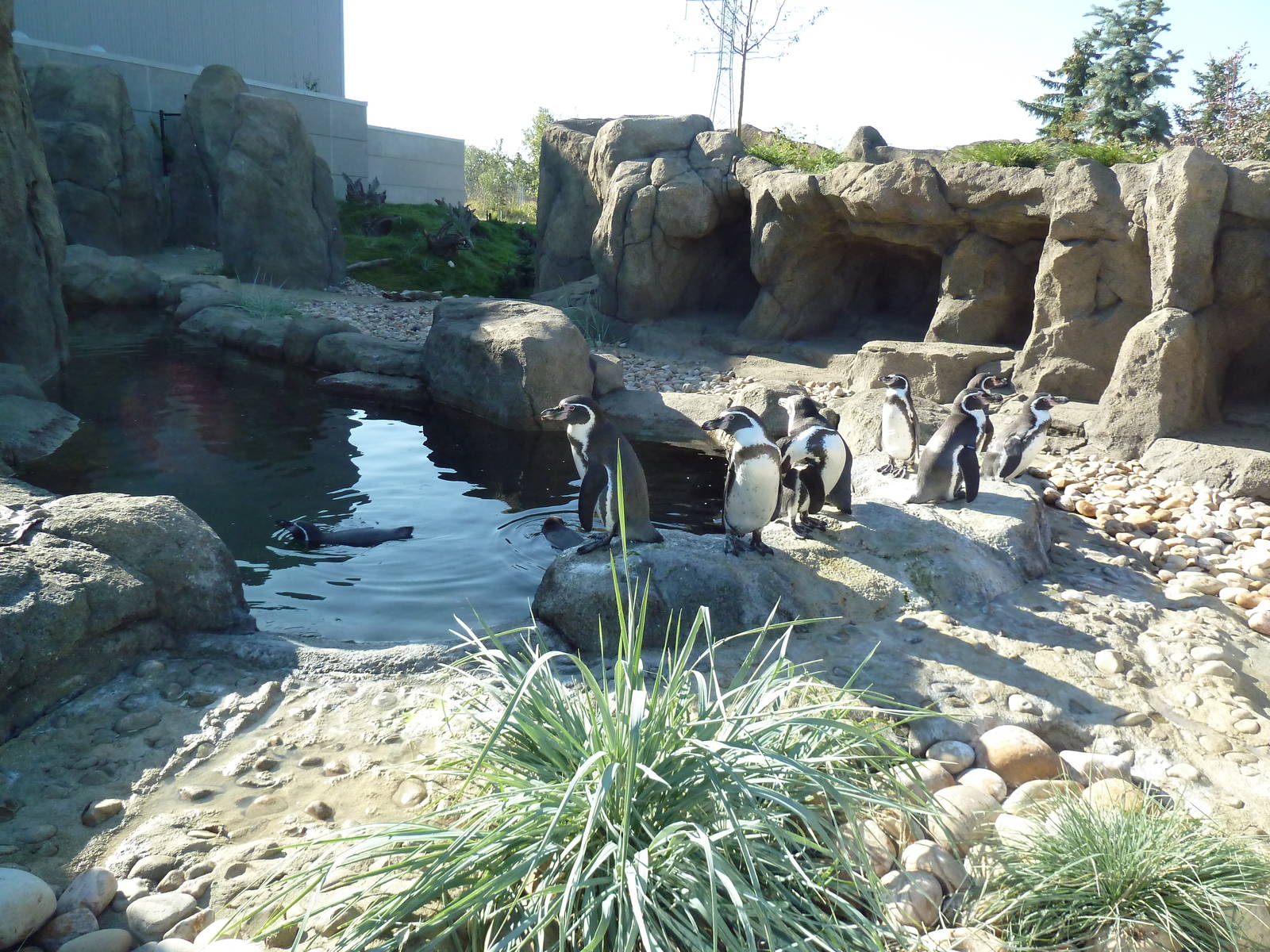 Penguin Plunge (New in 2012) - Humboldt Penguin Exhibit