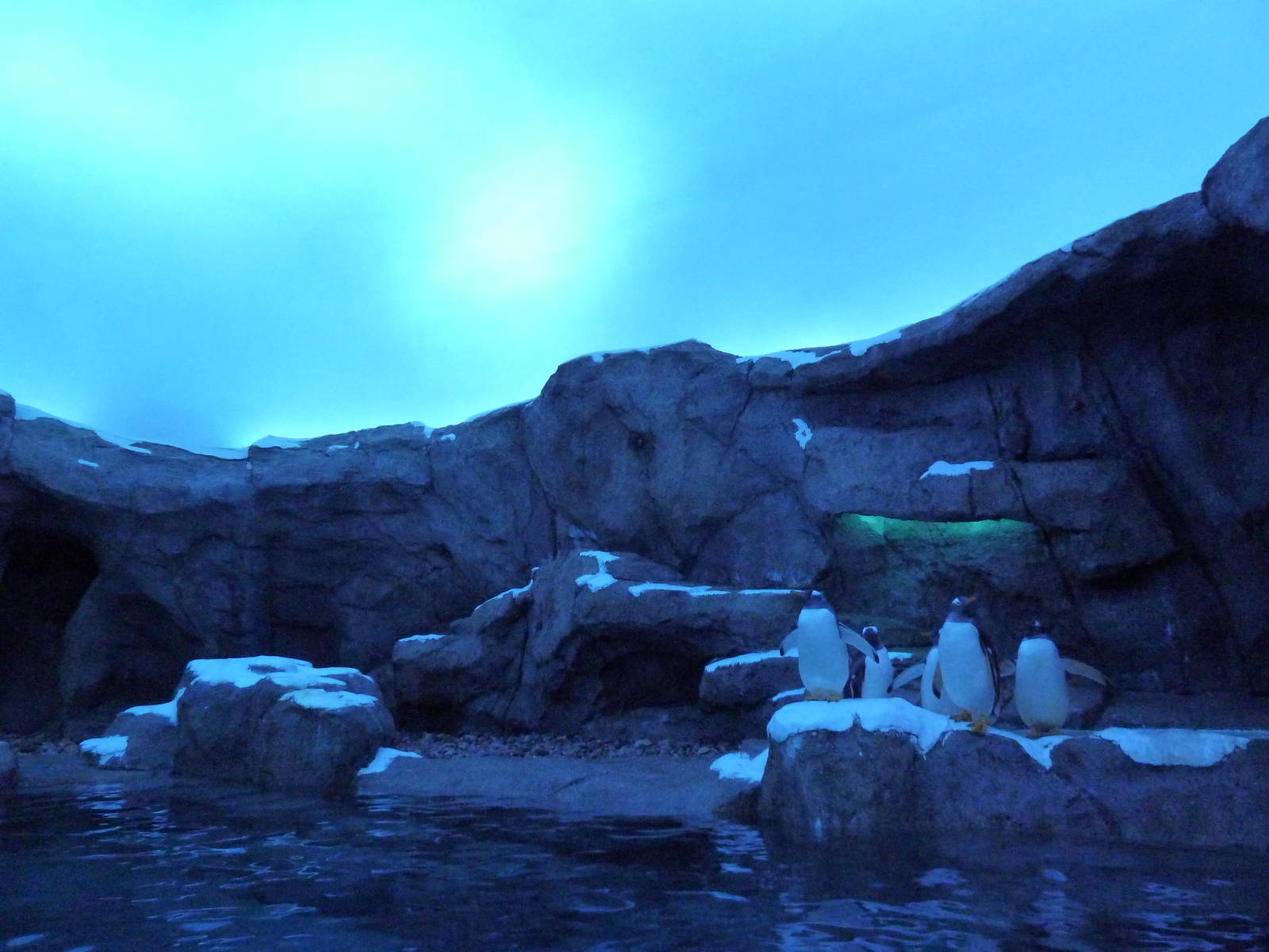 Penguin Plunge (New in 2012)