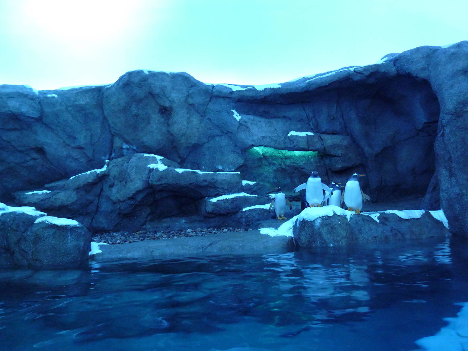 Penguin Plunge (New in 2012)