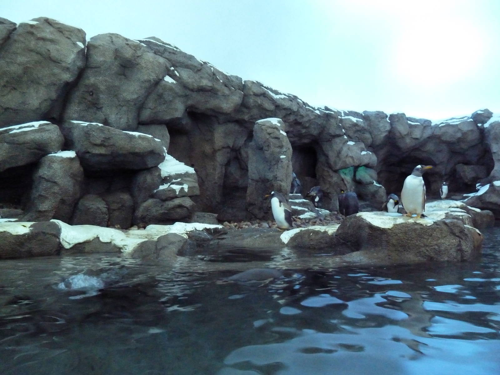 Penguin Plunge (New in 2012)