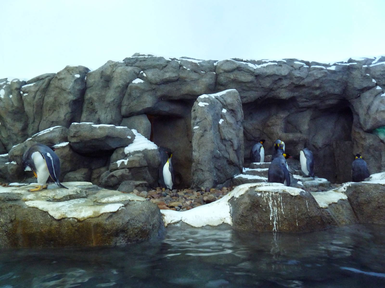 Penguin Plunge (New in 2012)