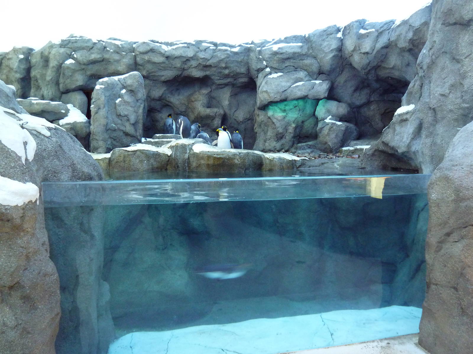 Penguin Plunge (New in 2012)