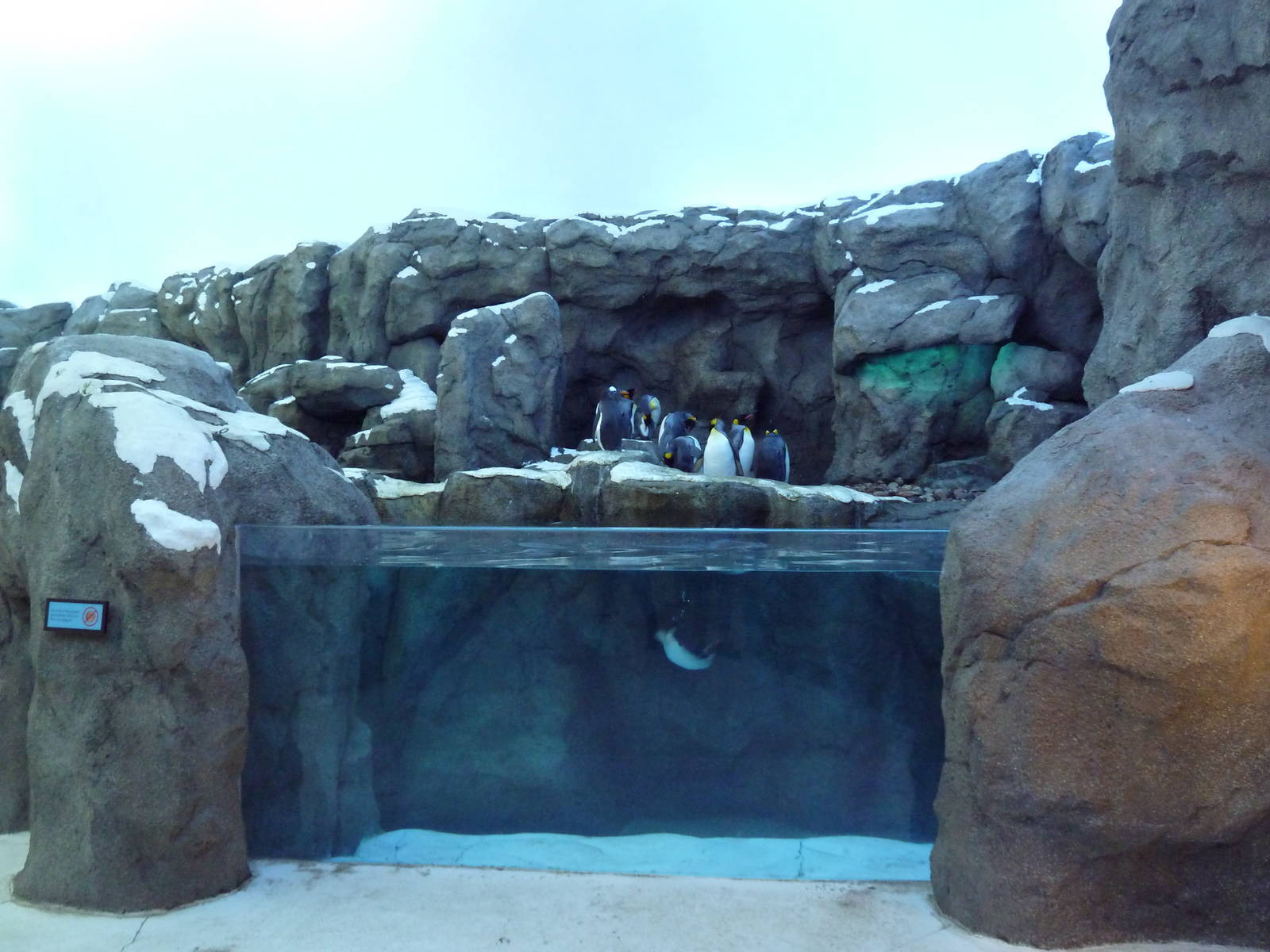 Penguin Plunge (New in 2012)