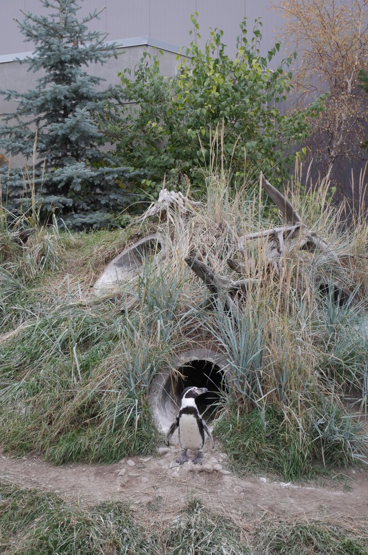 Penguin Plunge: Outdoor Penguin Exhibit Plantings with Humboldt Penguins