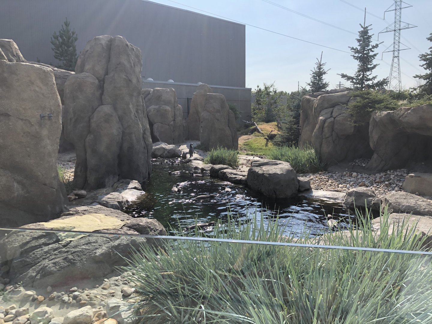 Penguin Plunge (Outdoor Yard)