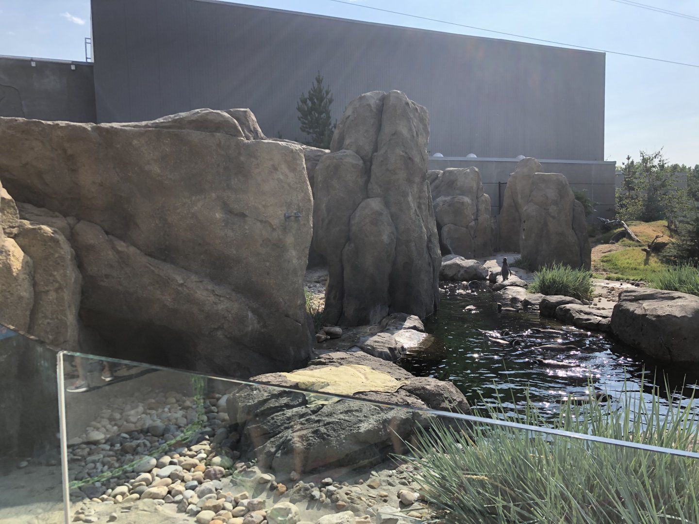 Penguin Plunge (Outdoor Yard)