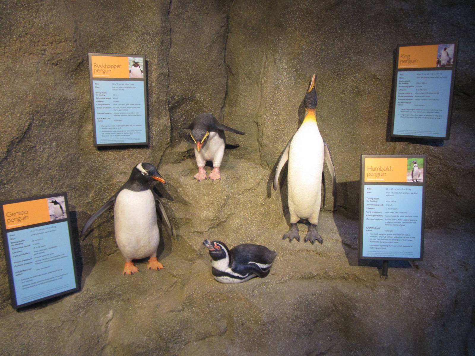 Penguin Plunge Sneak Peak February 16th