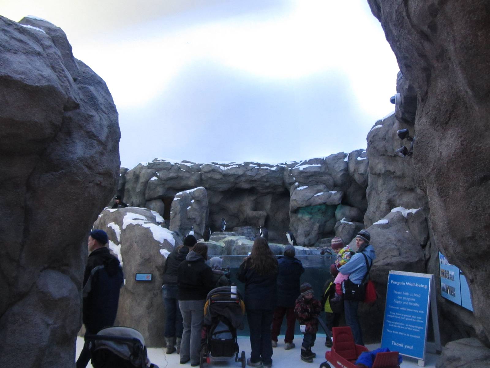 Penguin Plunge Sneak Peak February 16th