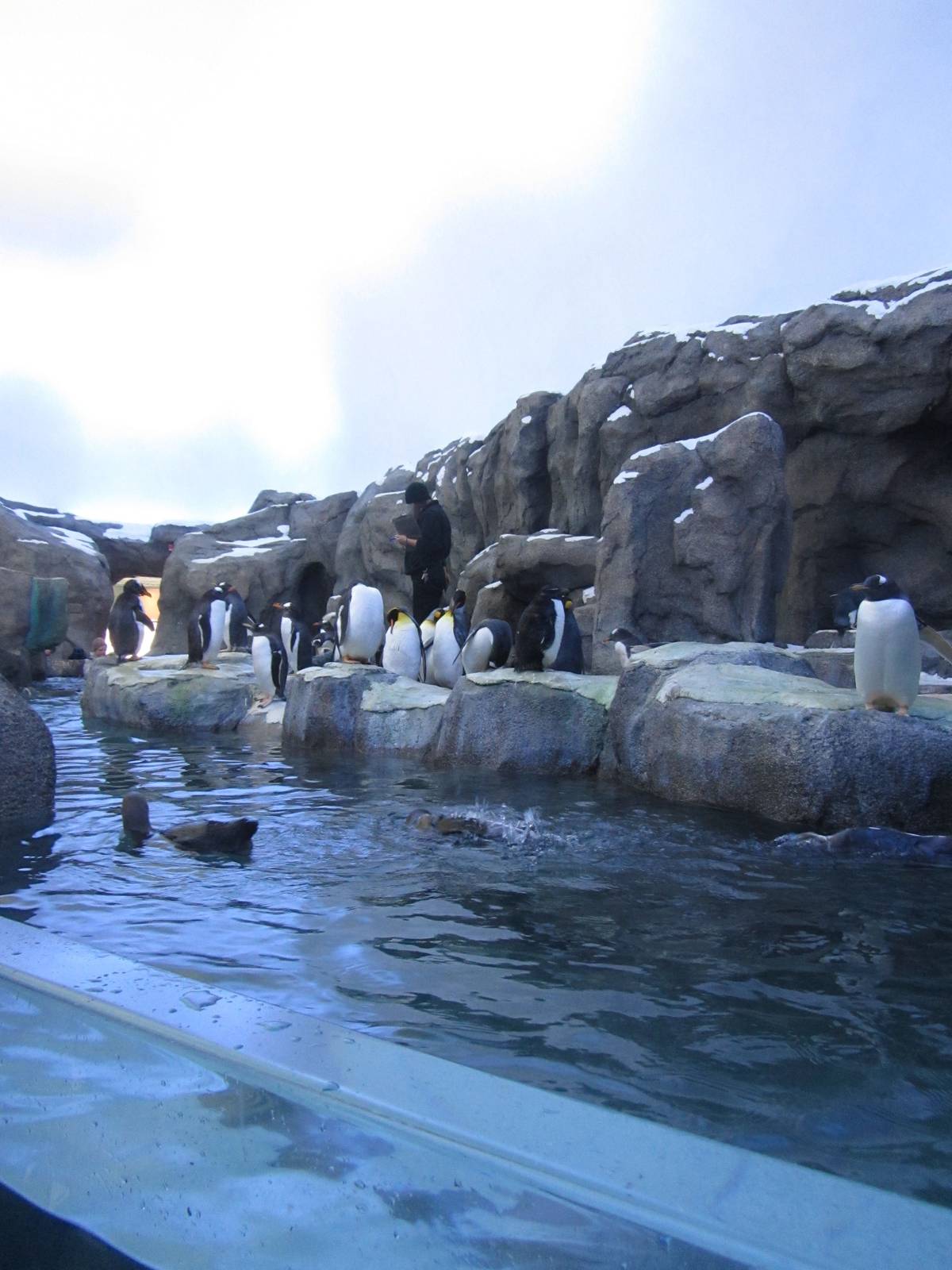 Penguin Plunge Sneak Peak February 16th