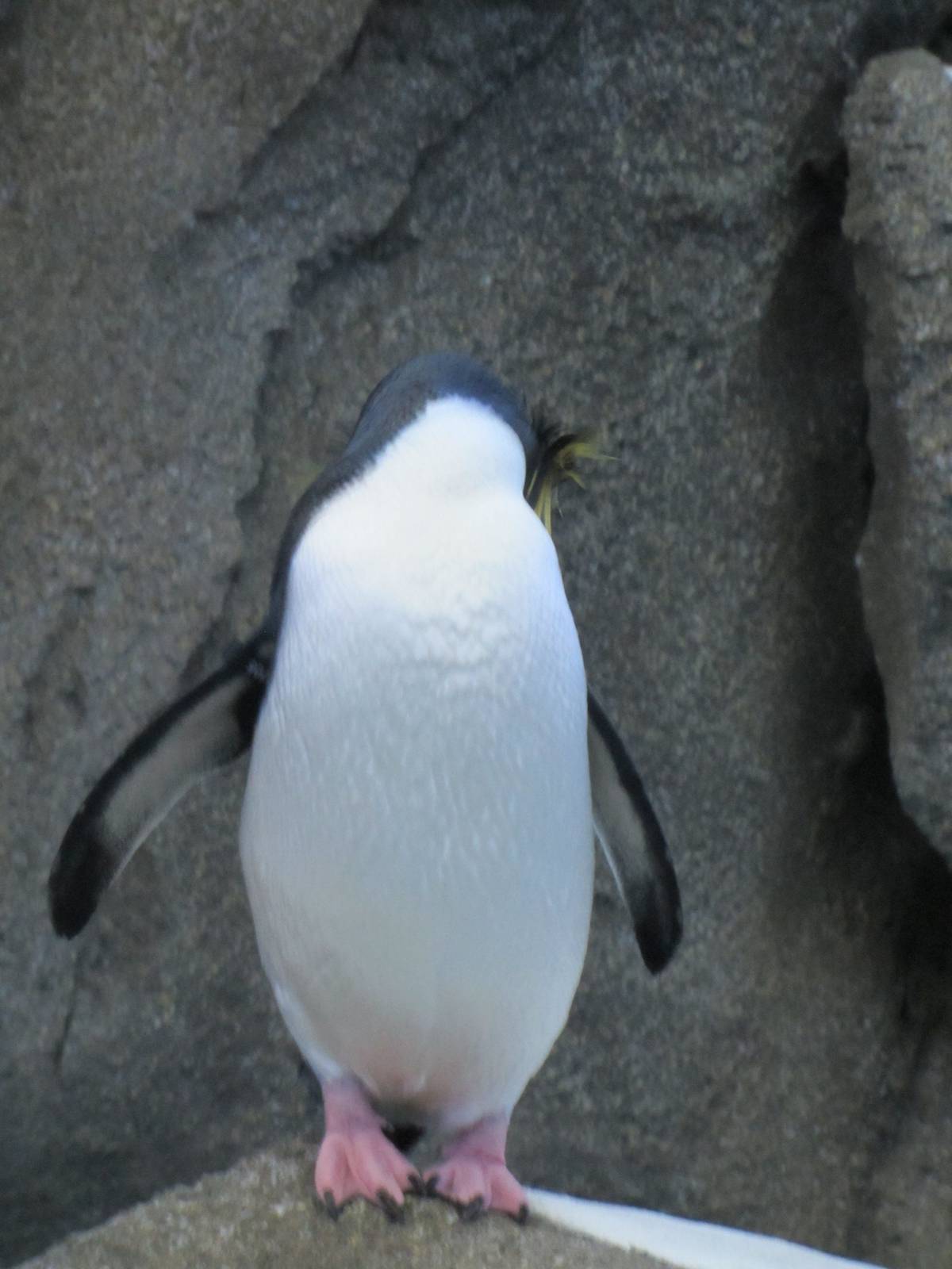 Penguin Plunge Sneak Peak February 16th