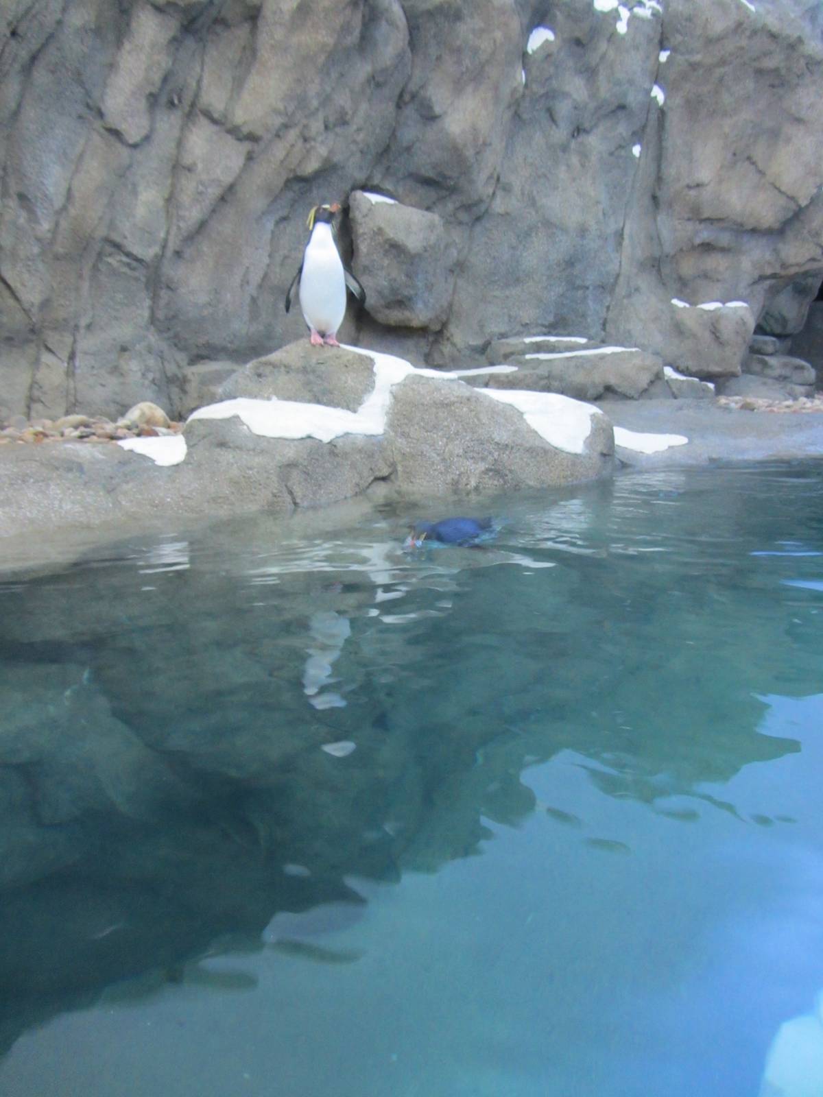 Penguin Plunge Sneak Peak February 16th