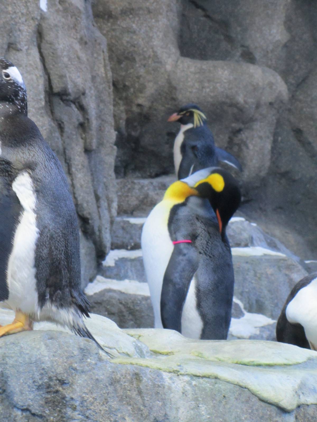 Penguin Plunge Sneak Peak February 16th