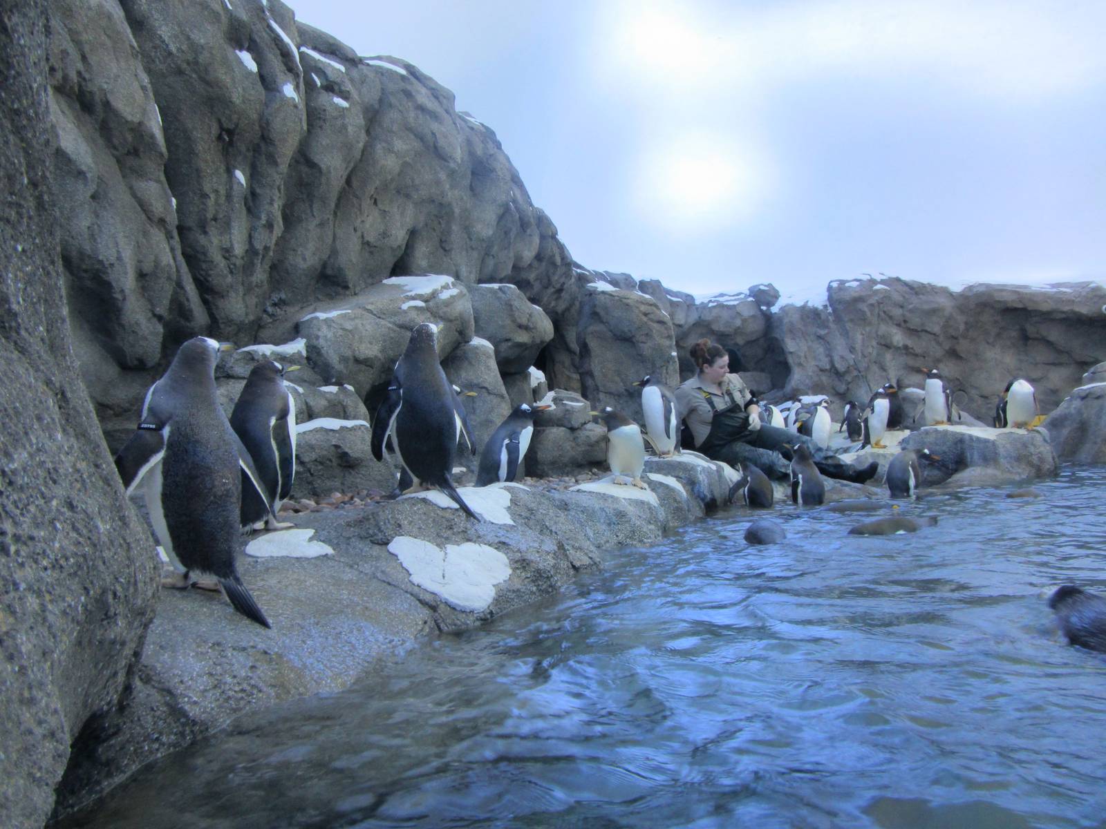 Penguin Plunge Sneak Peak February 16th