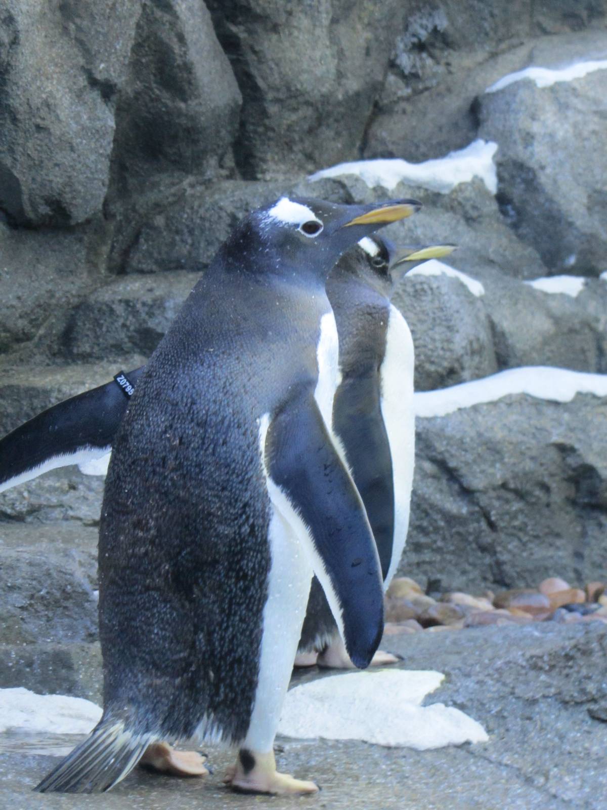 Penguin Plunge Sneak Peak February 16th