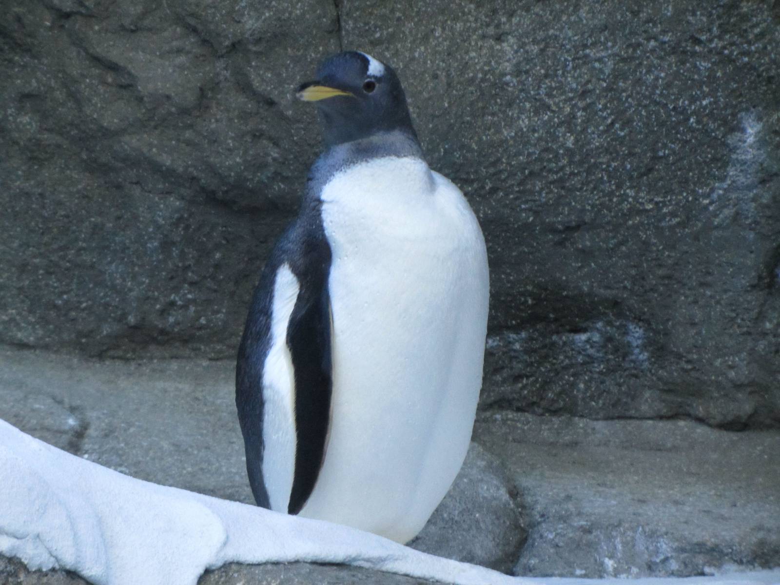 Penguin Plunge Sneak Peak February 16th