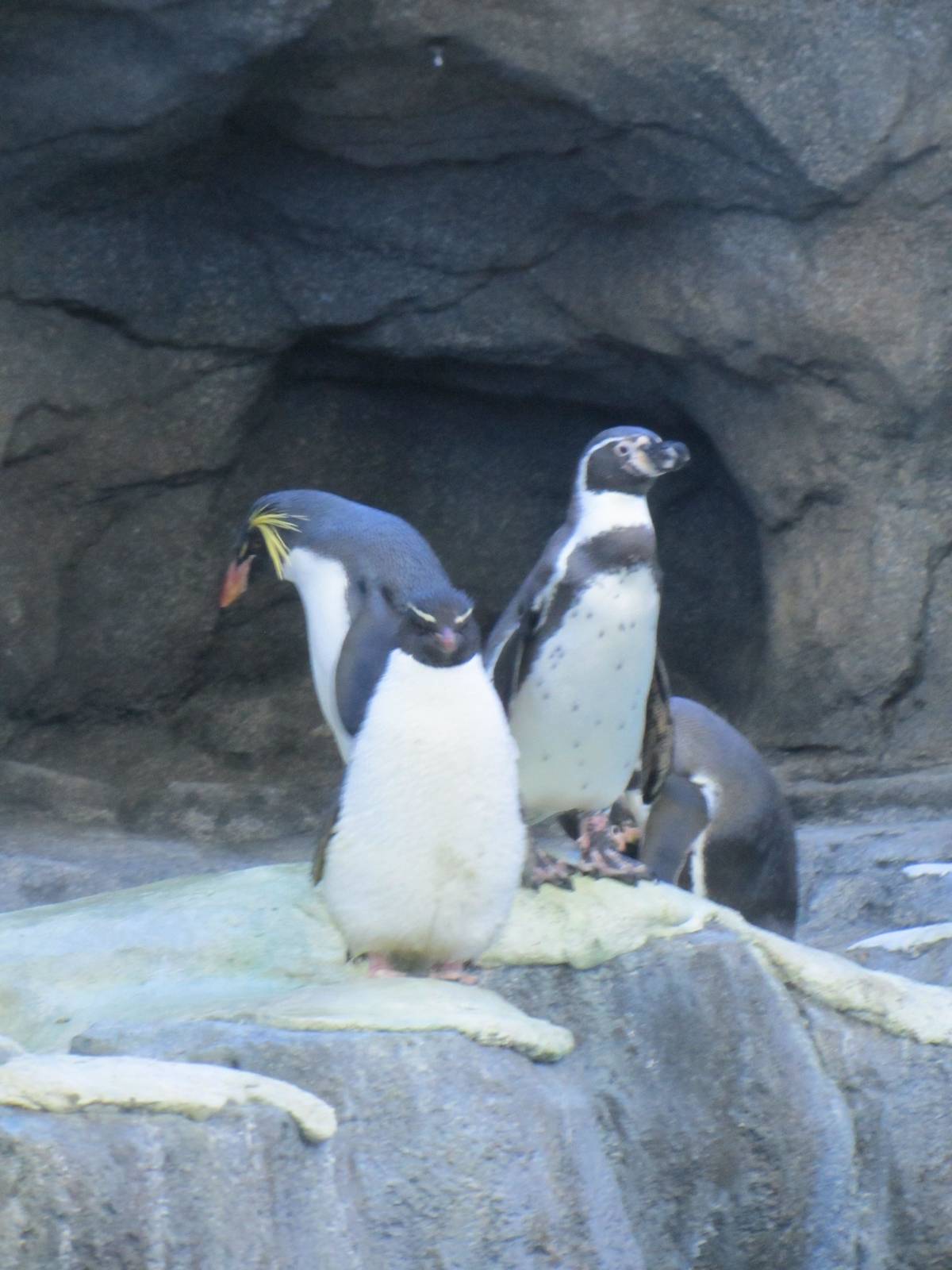 Penguin Plunge Sneak Peak February 16th