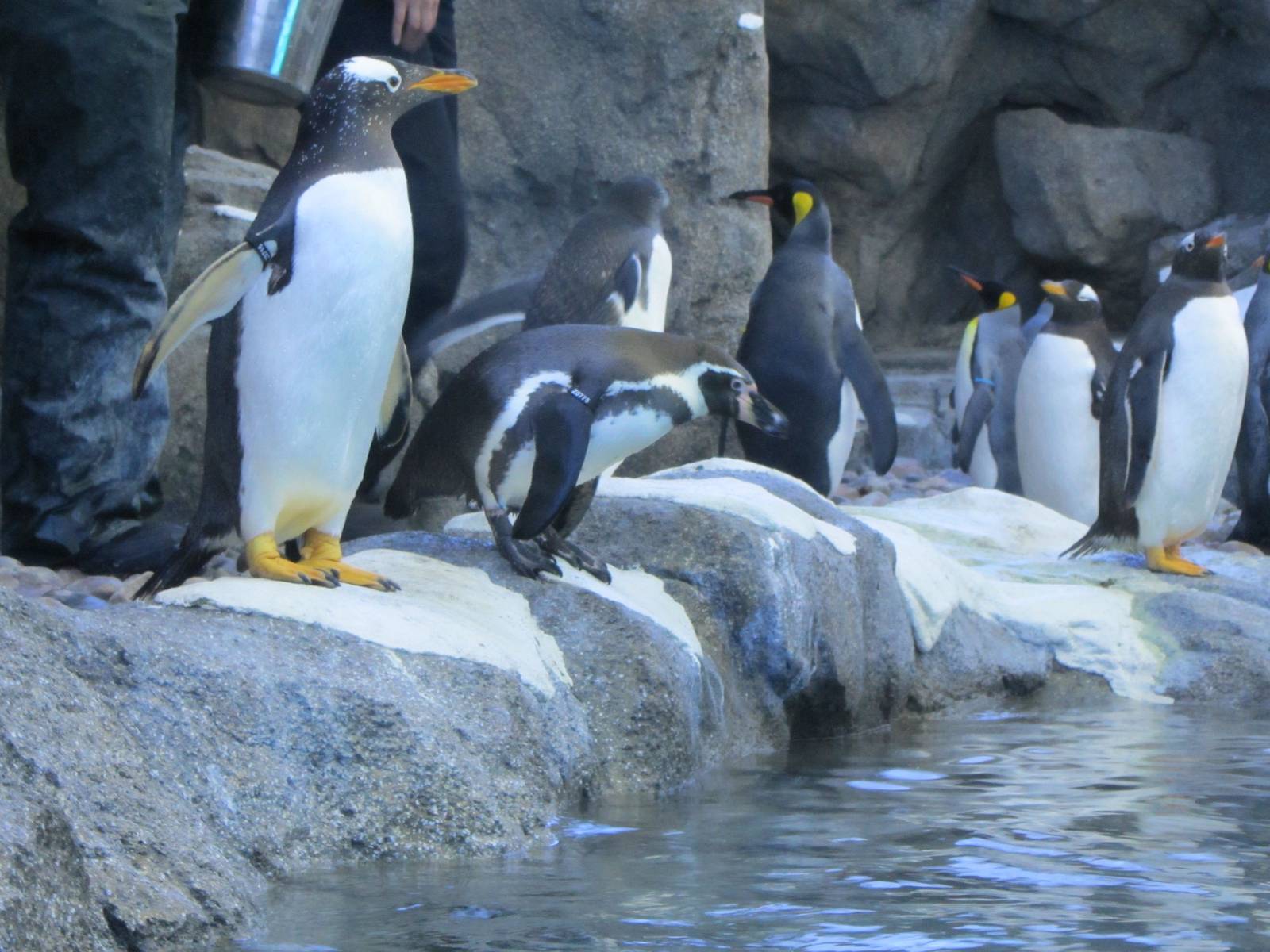 Penguin Plunge Sneak Peak February 16th