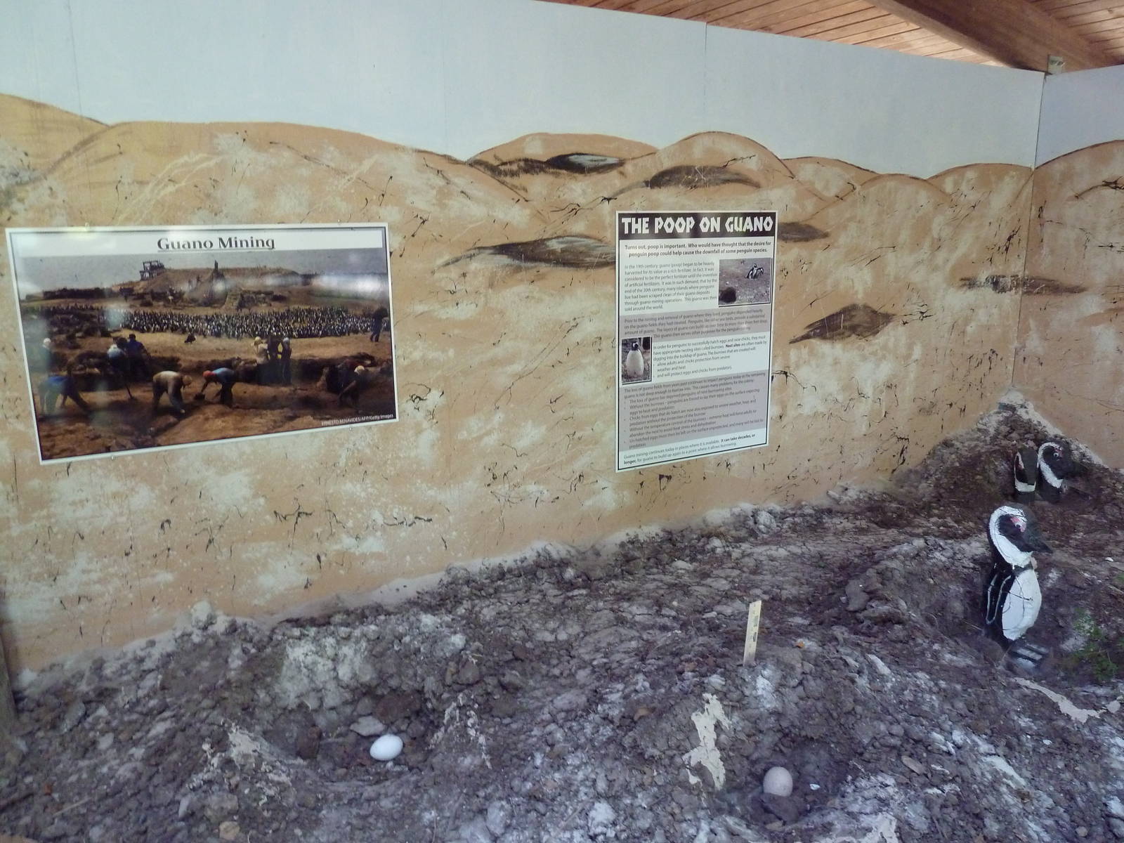 Penguin Plunge (Temporary Exhibit) - Signage