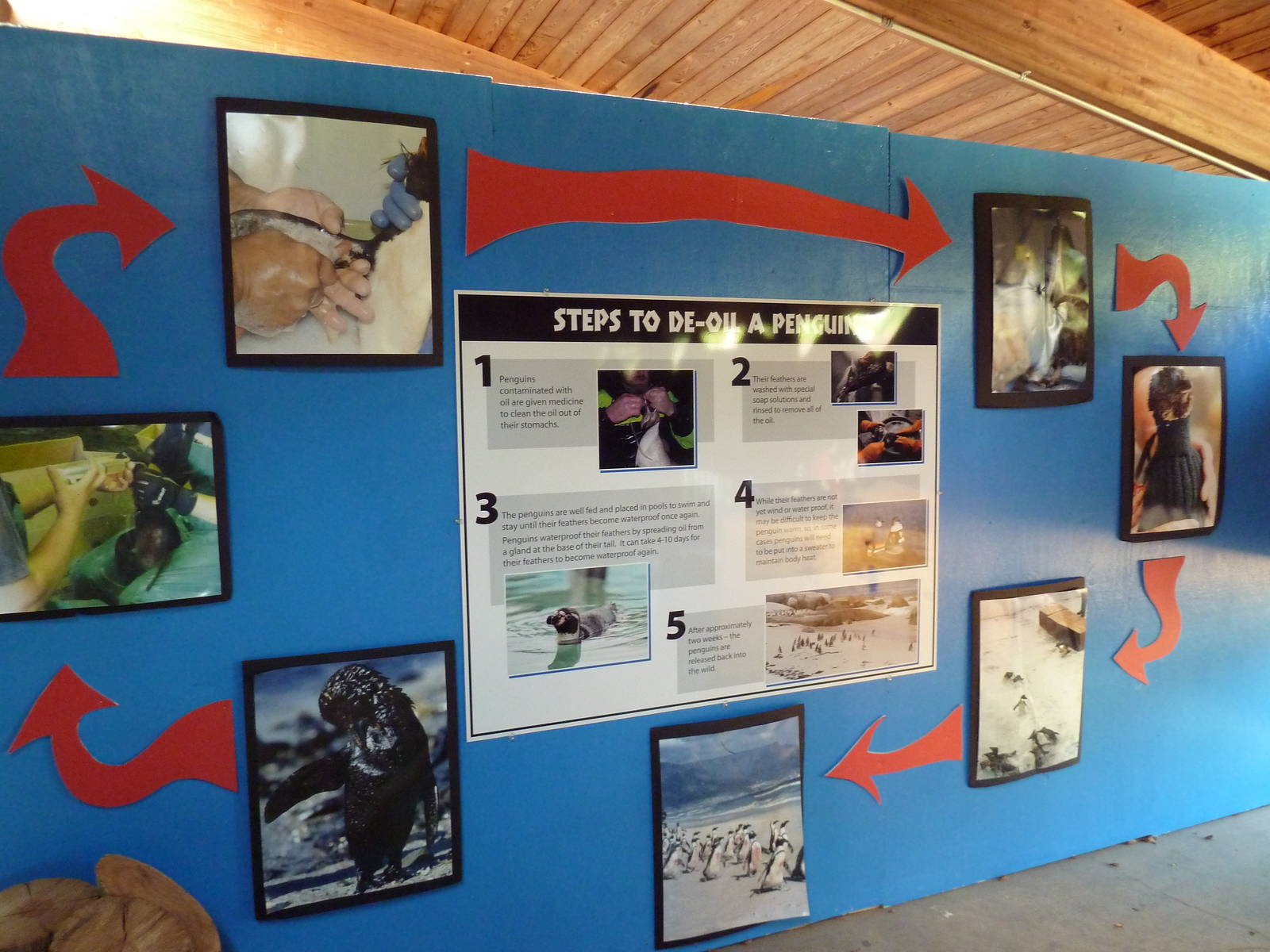 Penguin Plunge (Temporary Exhibit) - Signage