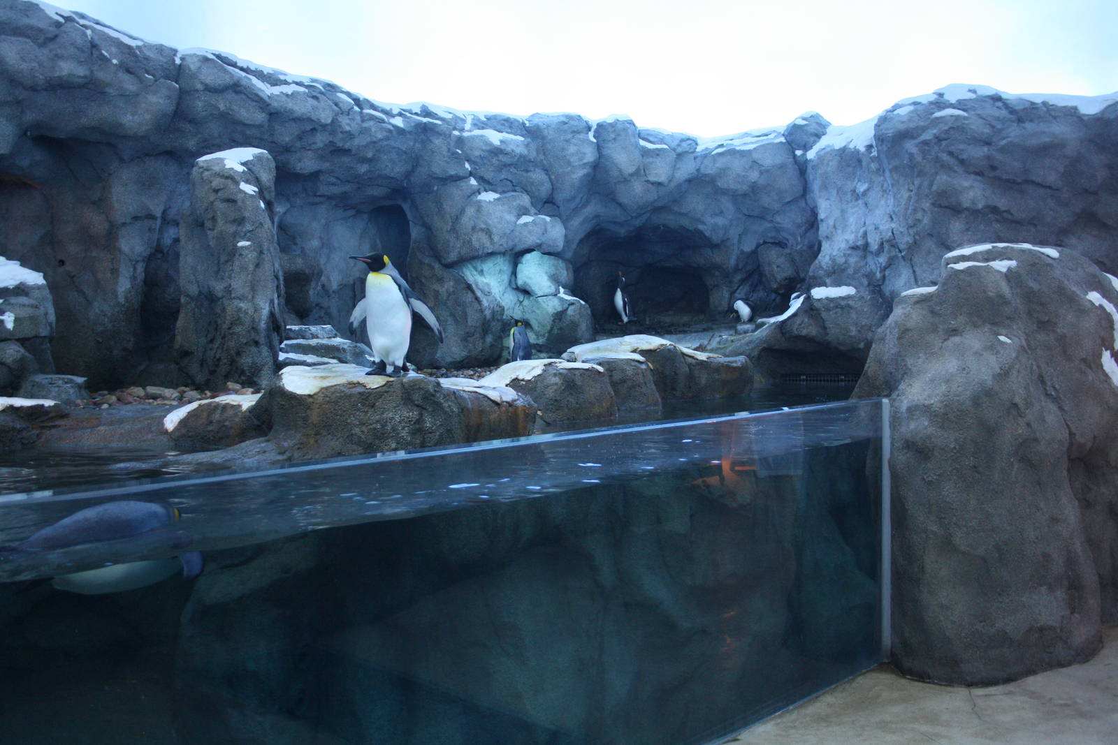 Penguin Plunge (world-class and almost a replica of the one at Saint Louis