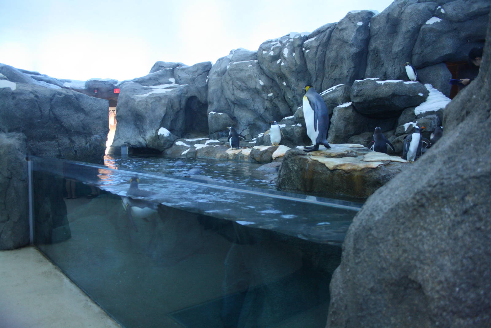 Penguin Plunge (world-class and almost a replica of the one at Saint Louis