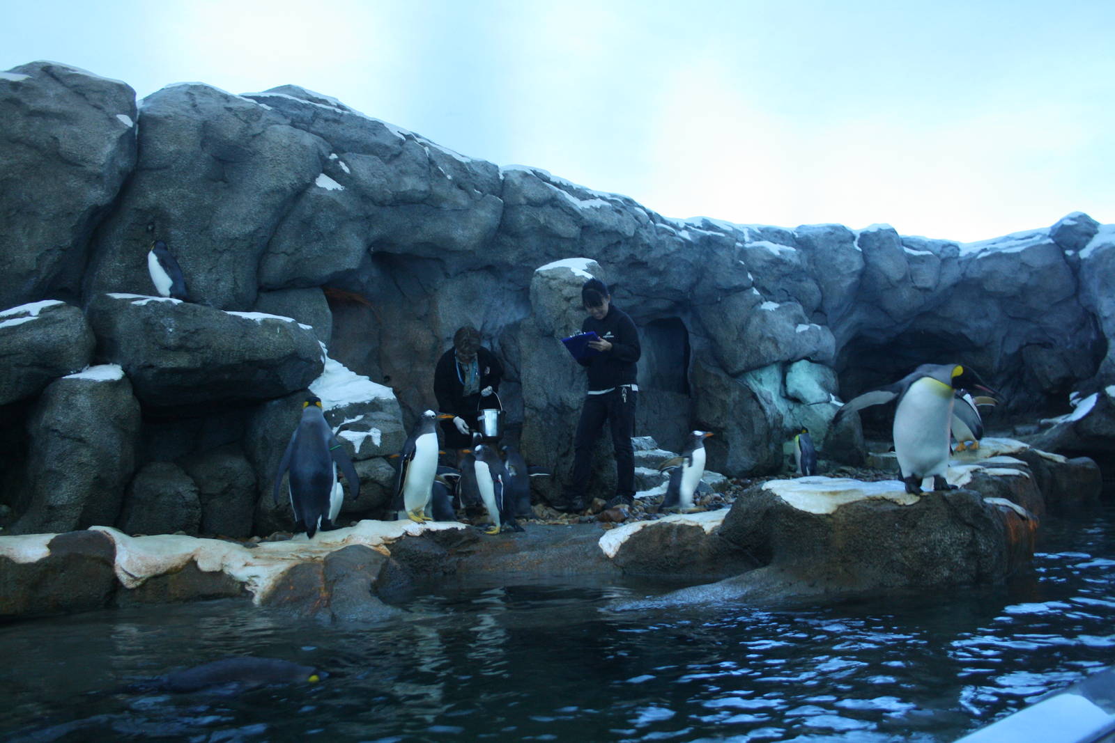 Penguin Plunge (world-class and almost a replica of the one at Saint Louis