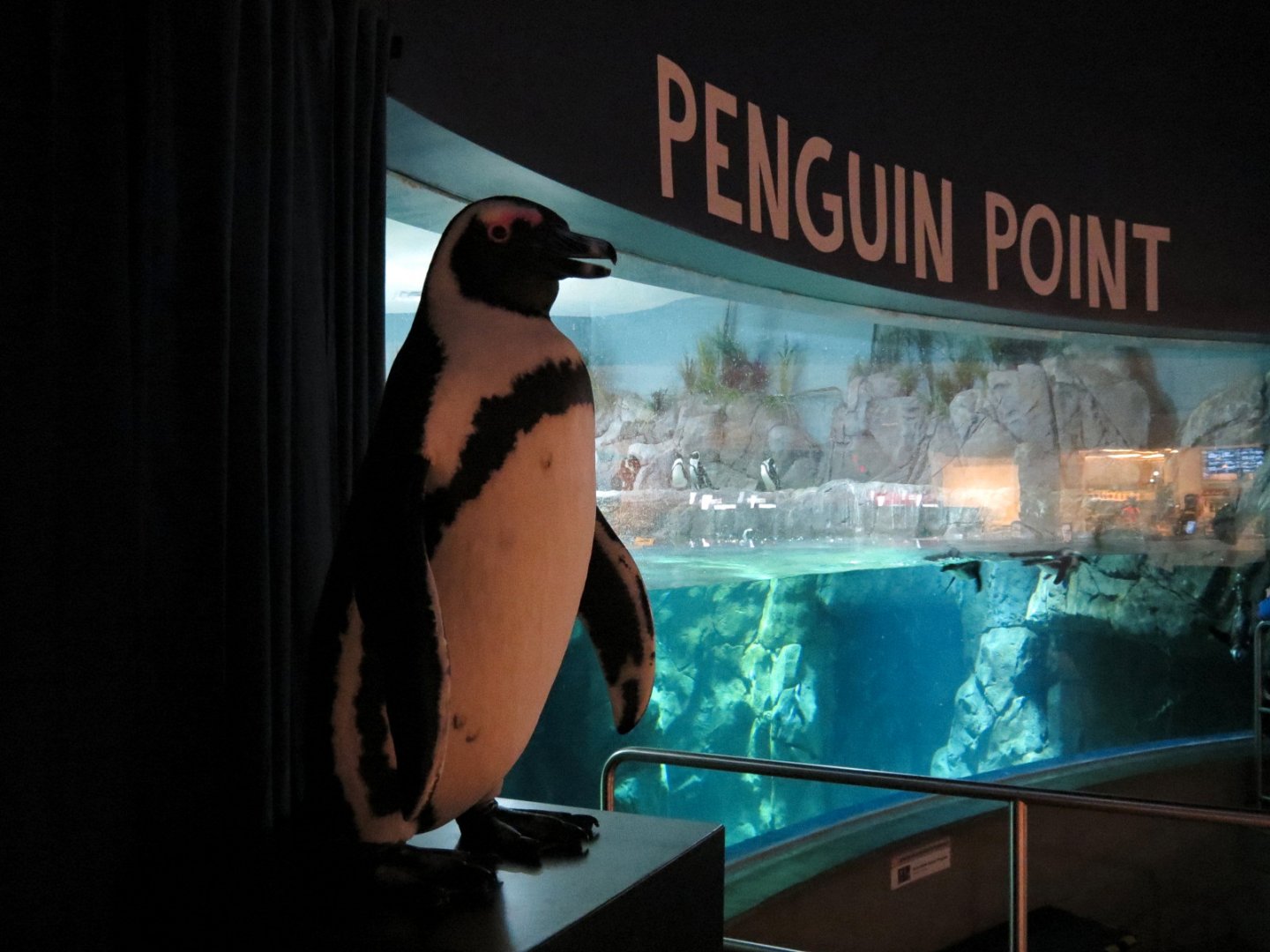 Penguin Point - African Black-footed Penguin Exhibit - Animatronic Penguin