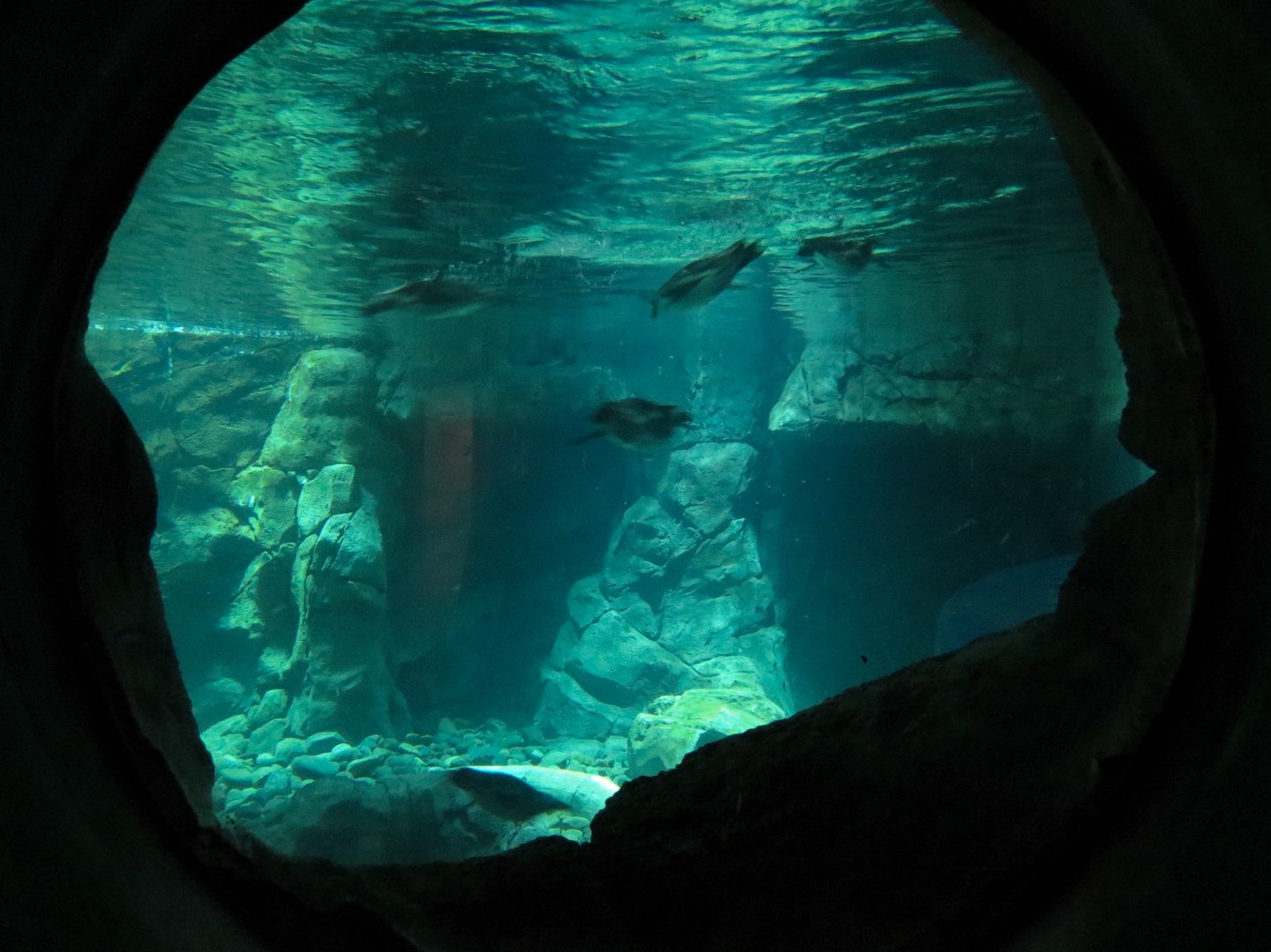 Penguin Point - African Black-footed Penguin Exhibit - View from Crawl Tunnel