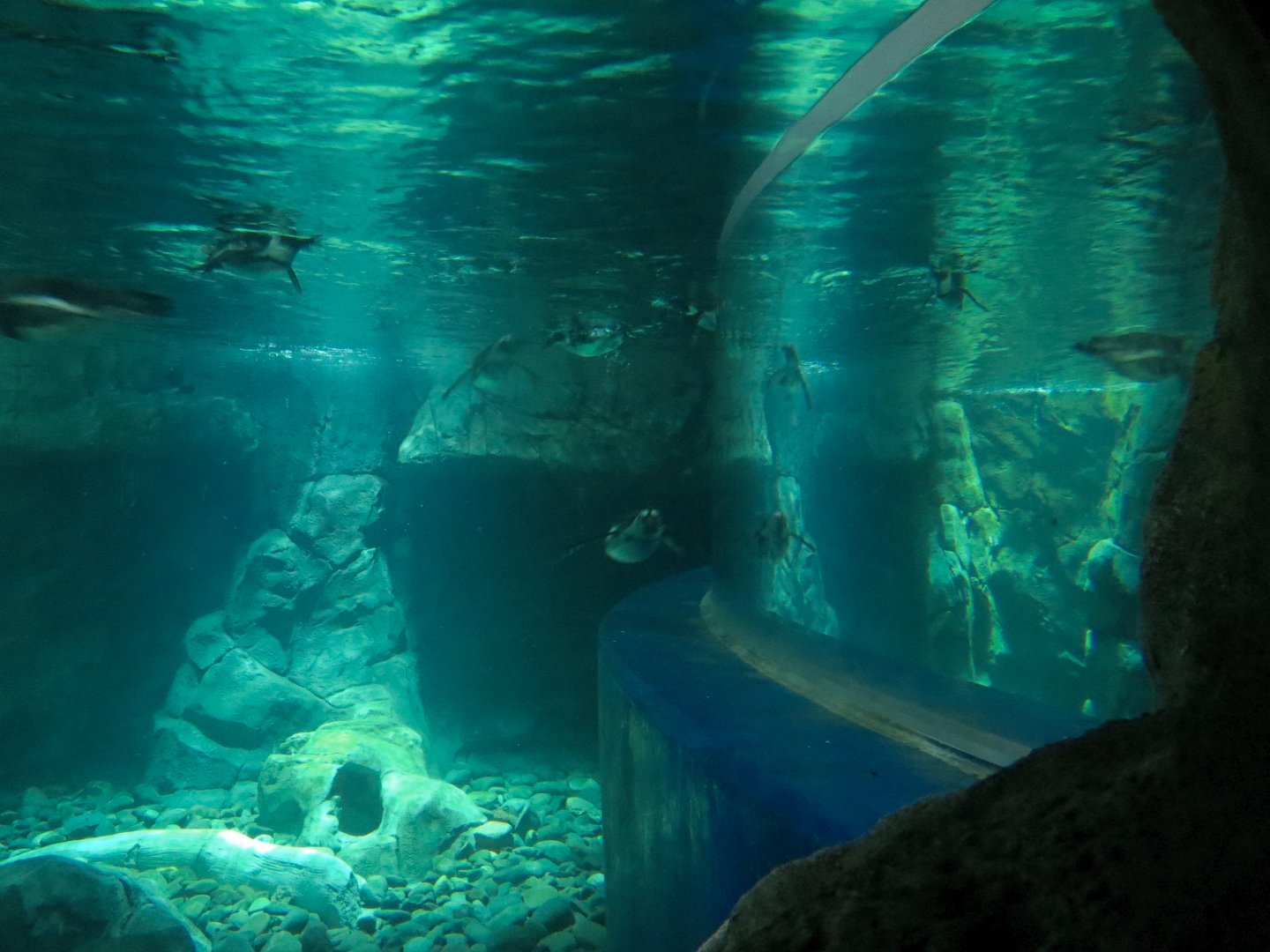 Penguin Point - African Black-footed Penguin Exhibit - View from Crawl Tunnel