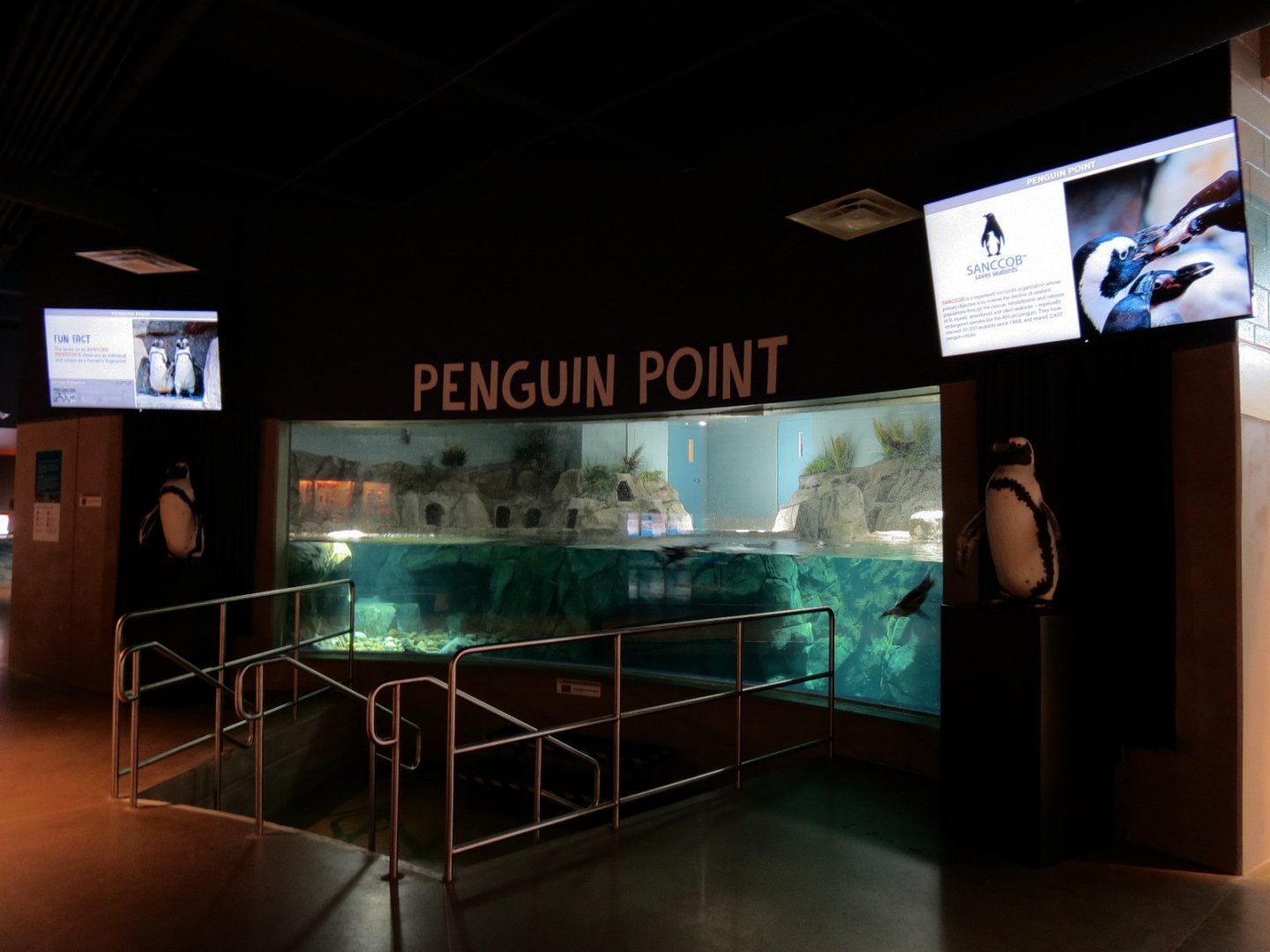 Penguin Point - African Black-footed Penguin Exhibit