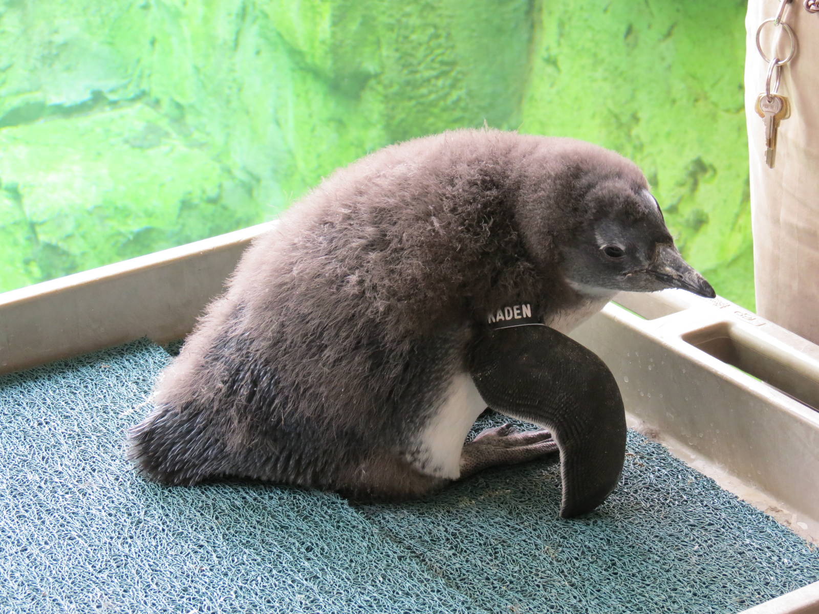 Penguin Point - African Penguin Chick