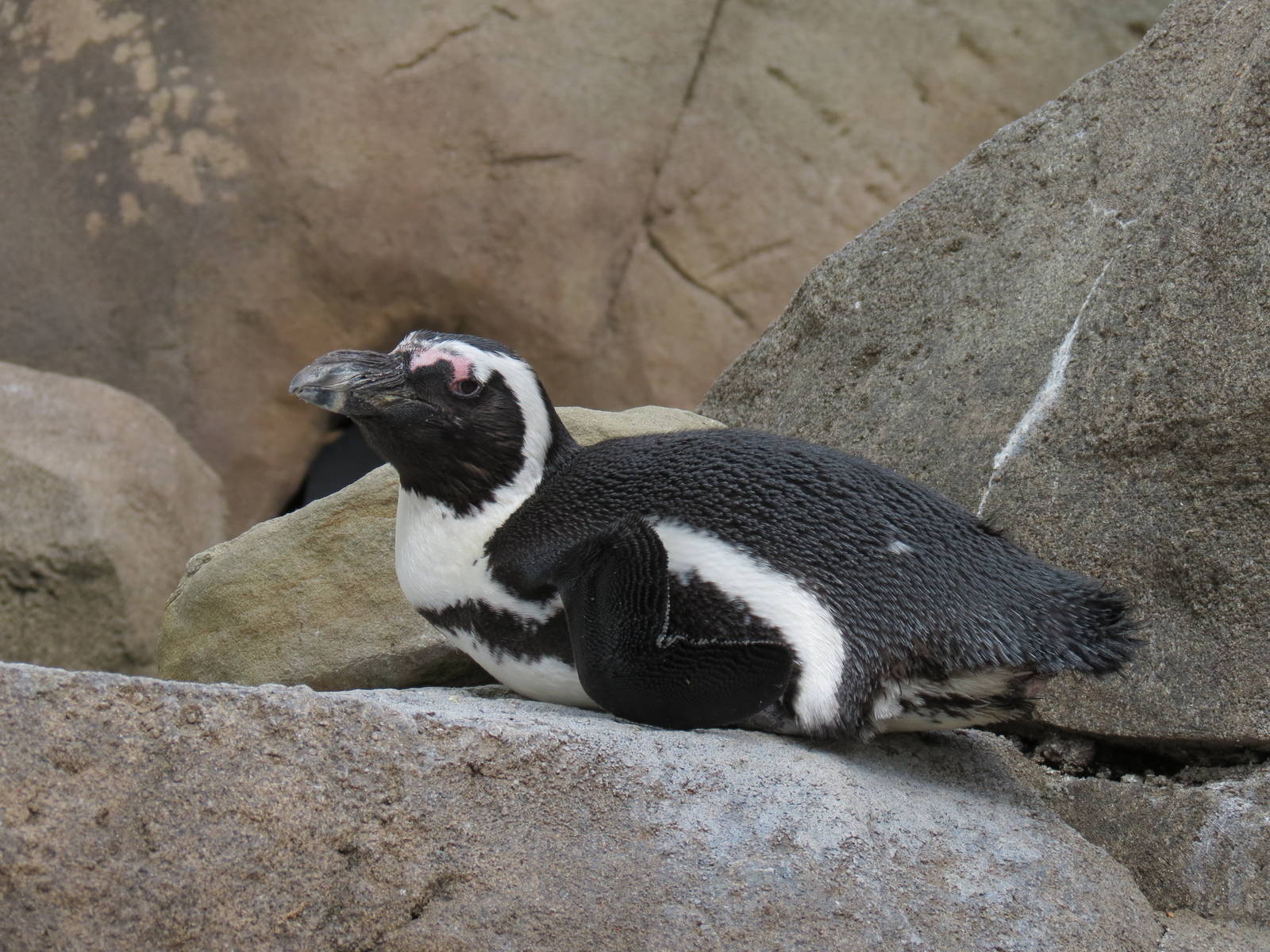 Penguin Point - African Penguin