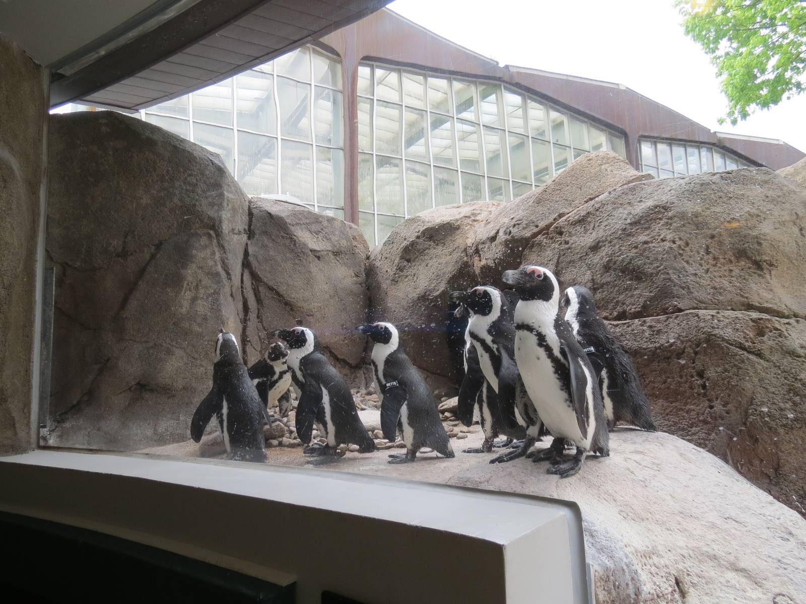 Penguin Point - African Penguins