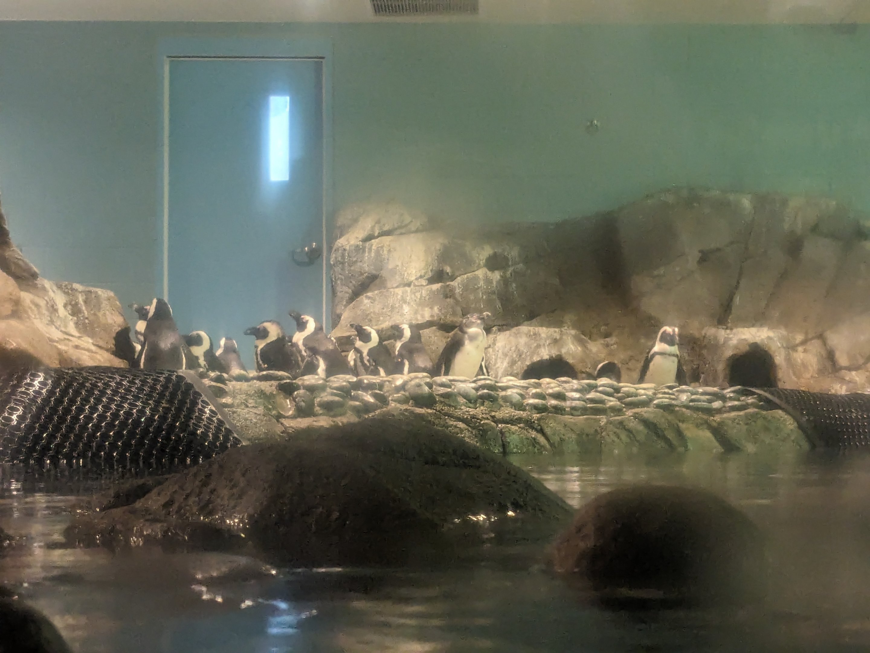 Penguin Point - African rock penguins