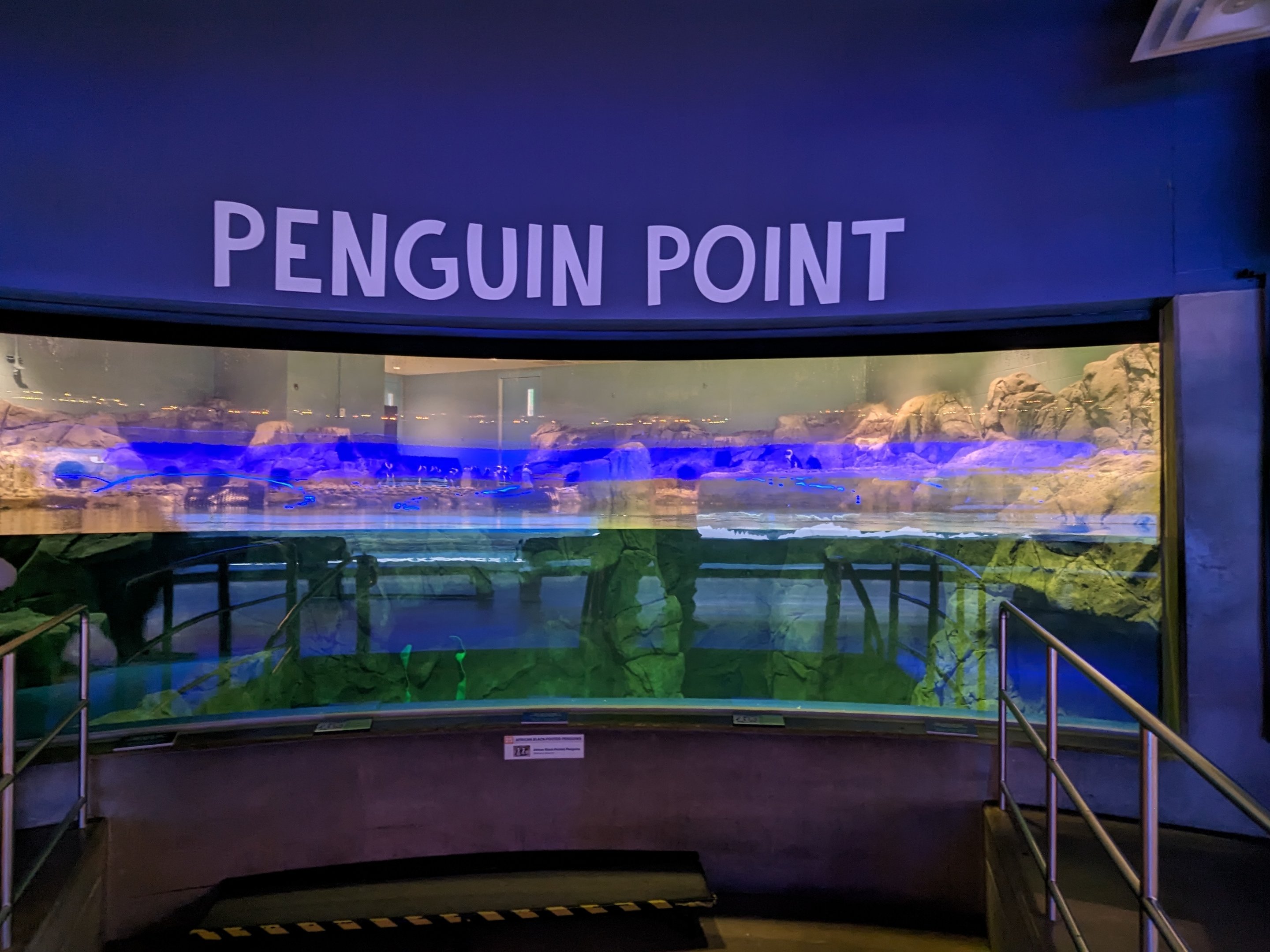 Penguin Point - African rock penguins