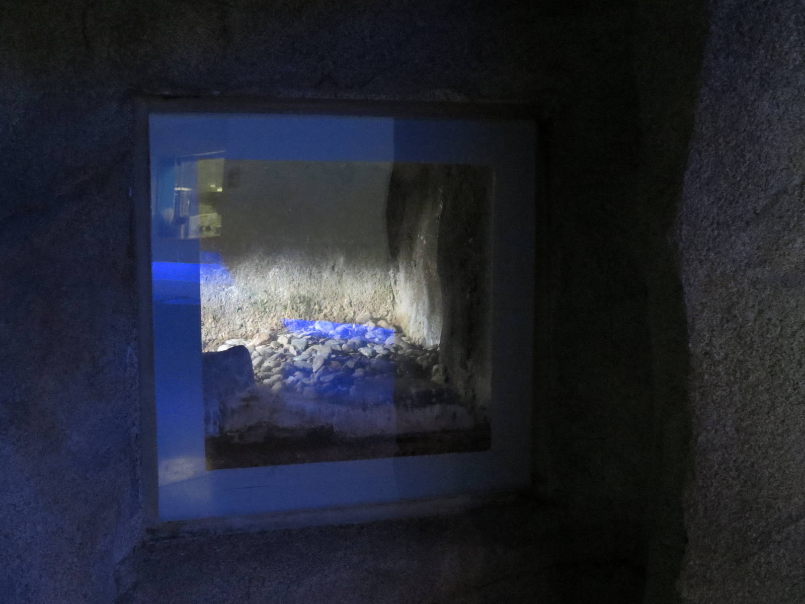 Penguin Point - Den Window in Interior Niche Viewing Area
