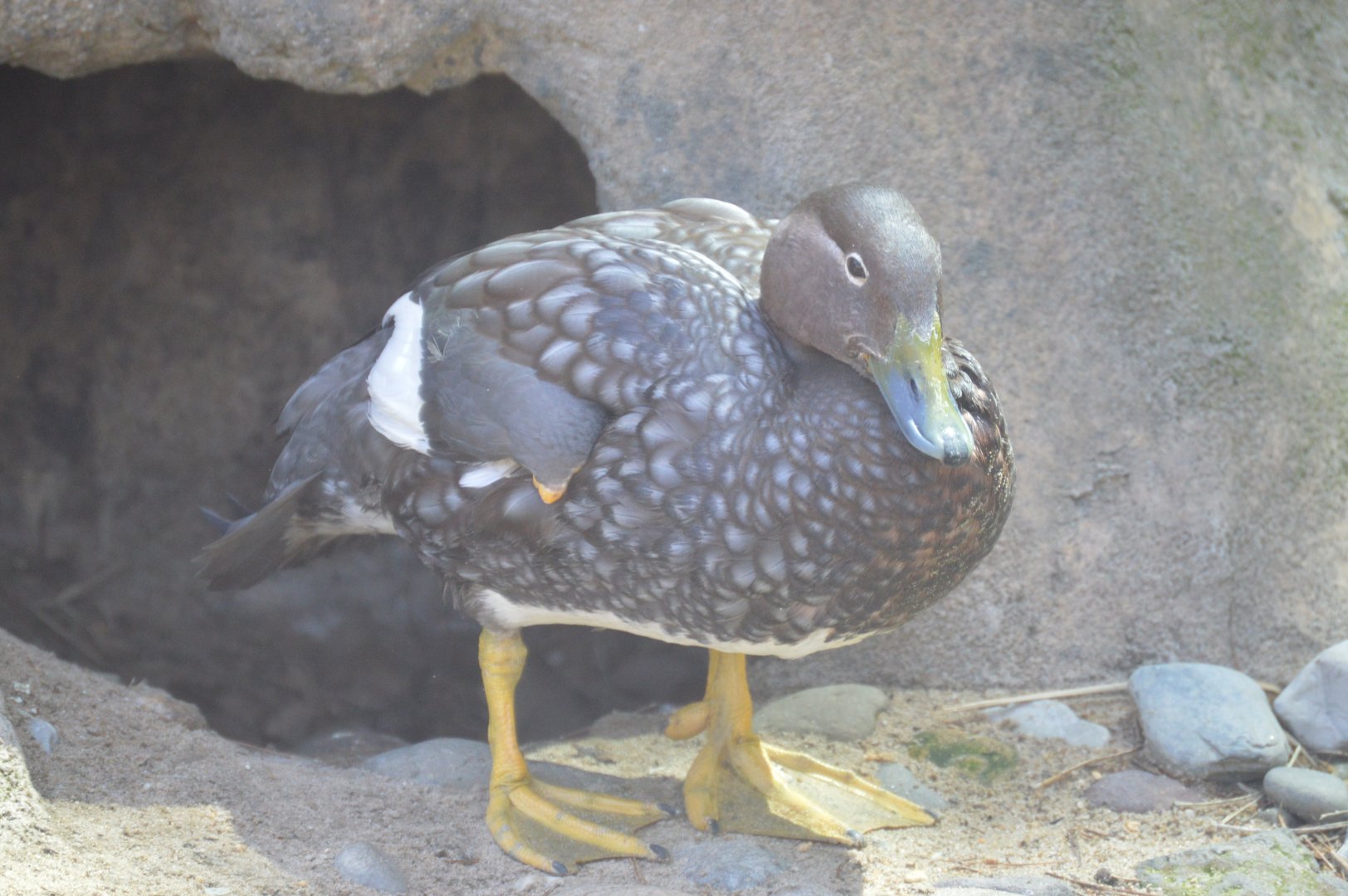 Penguin Point - Flying Steamer Duck (Tachyeres patachonicus)