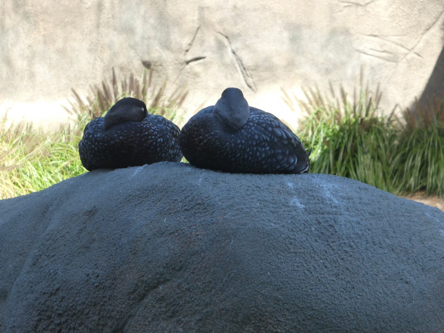 Penguin Point - Flying Steamer-Duck