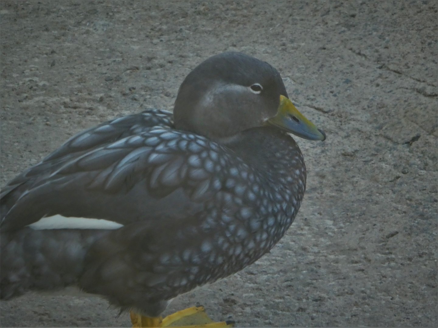 Penguin Point - Flying Steamer Duck