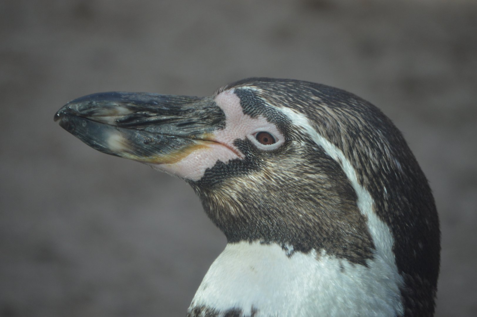 Penguin Point - Humboldt Penguin (Spheniscus humboldti)