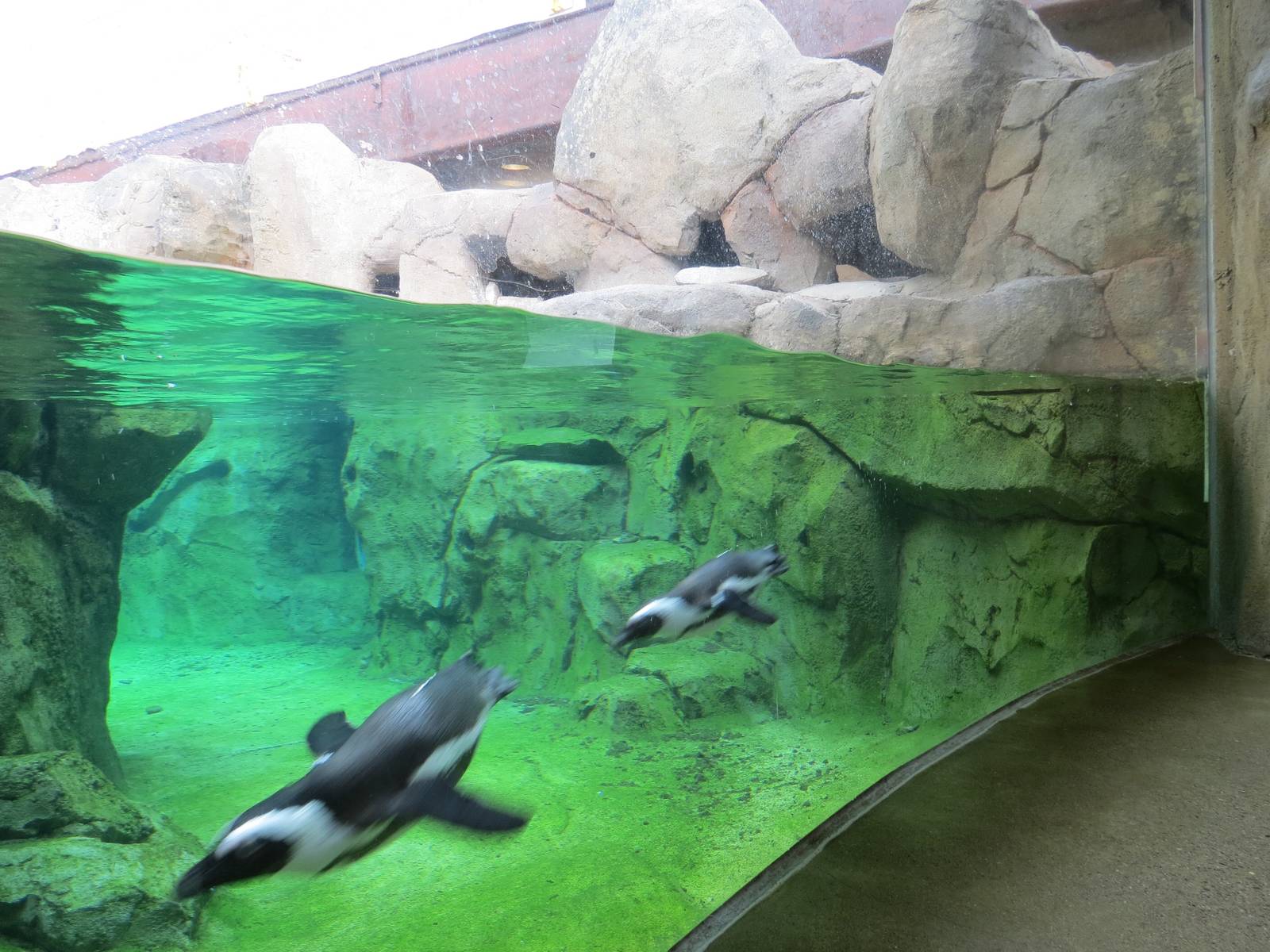 Penguin Point - Interior Viewing Window