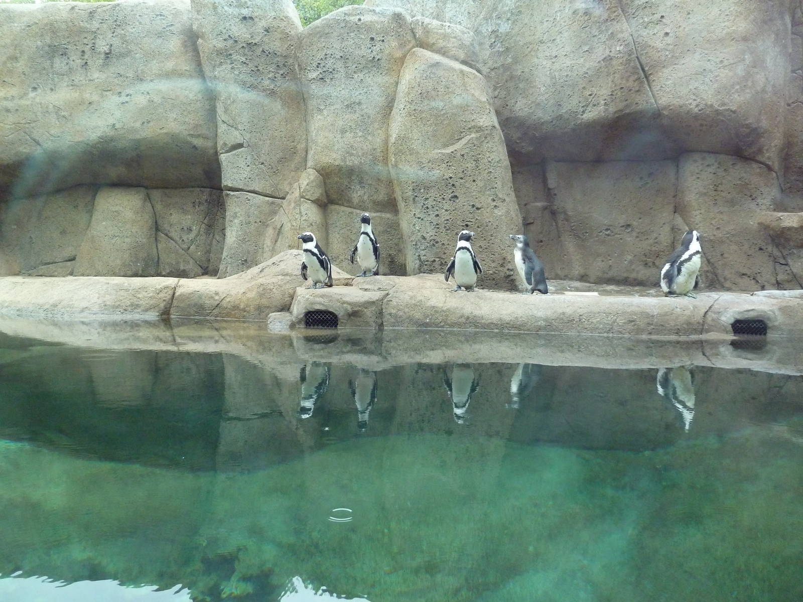 Penguin Point - Opened on May 18th, 2012