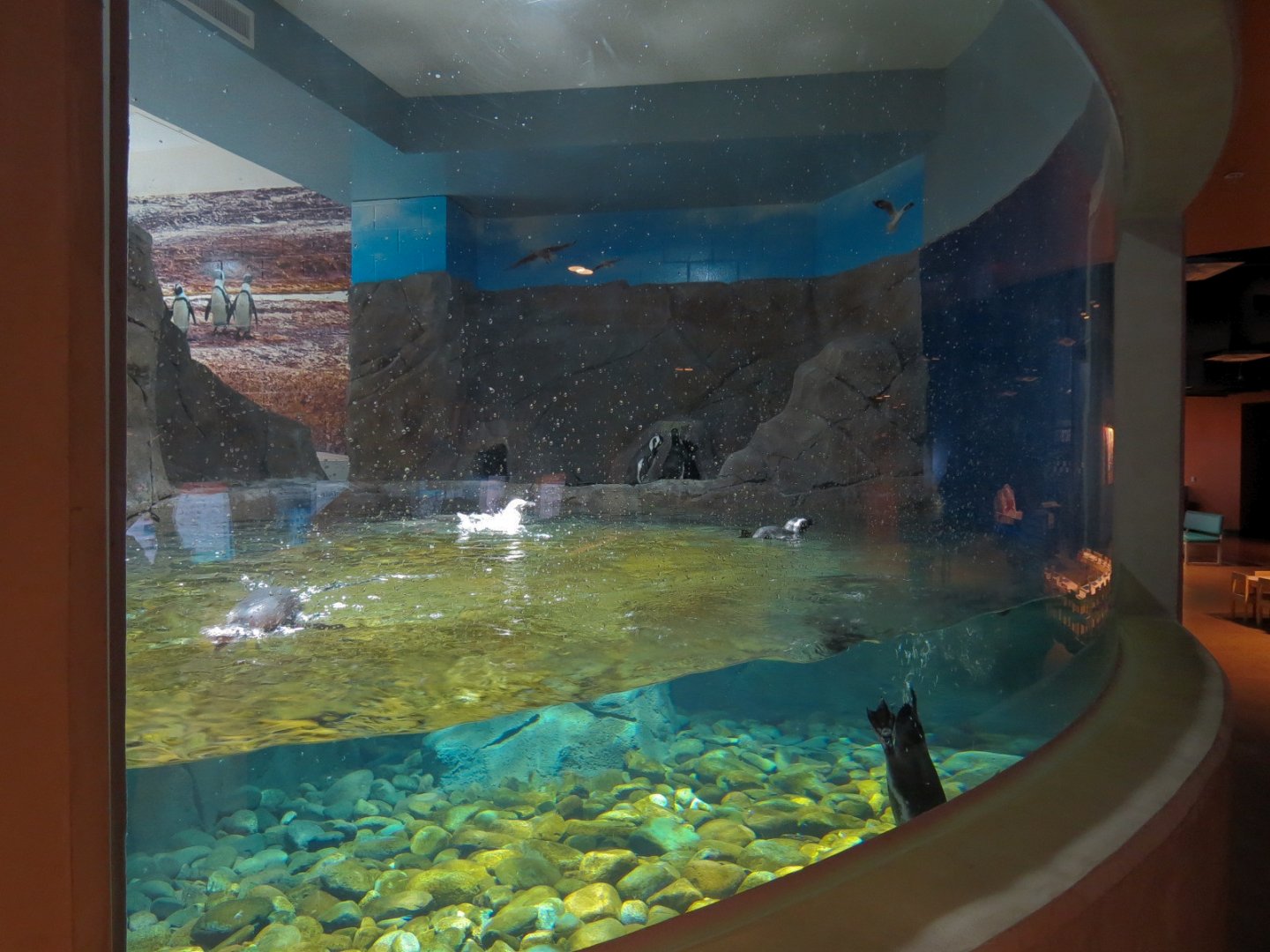 Penguin Point - Penguin Interaction Program Exhibit