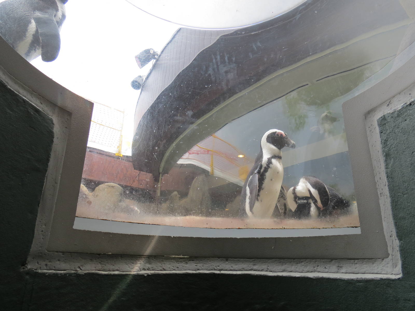 Penguin Point - Pop-up Viewing Window