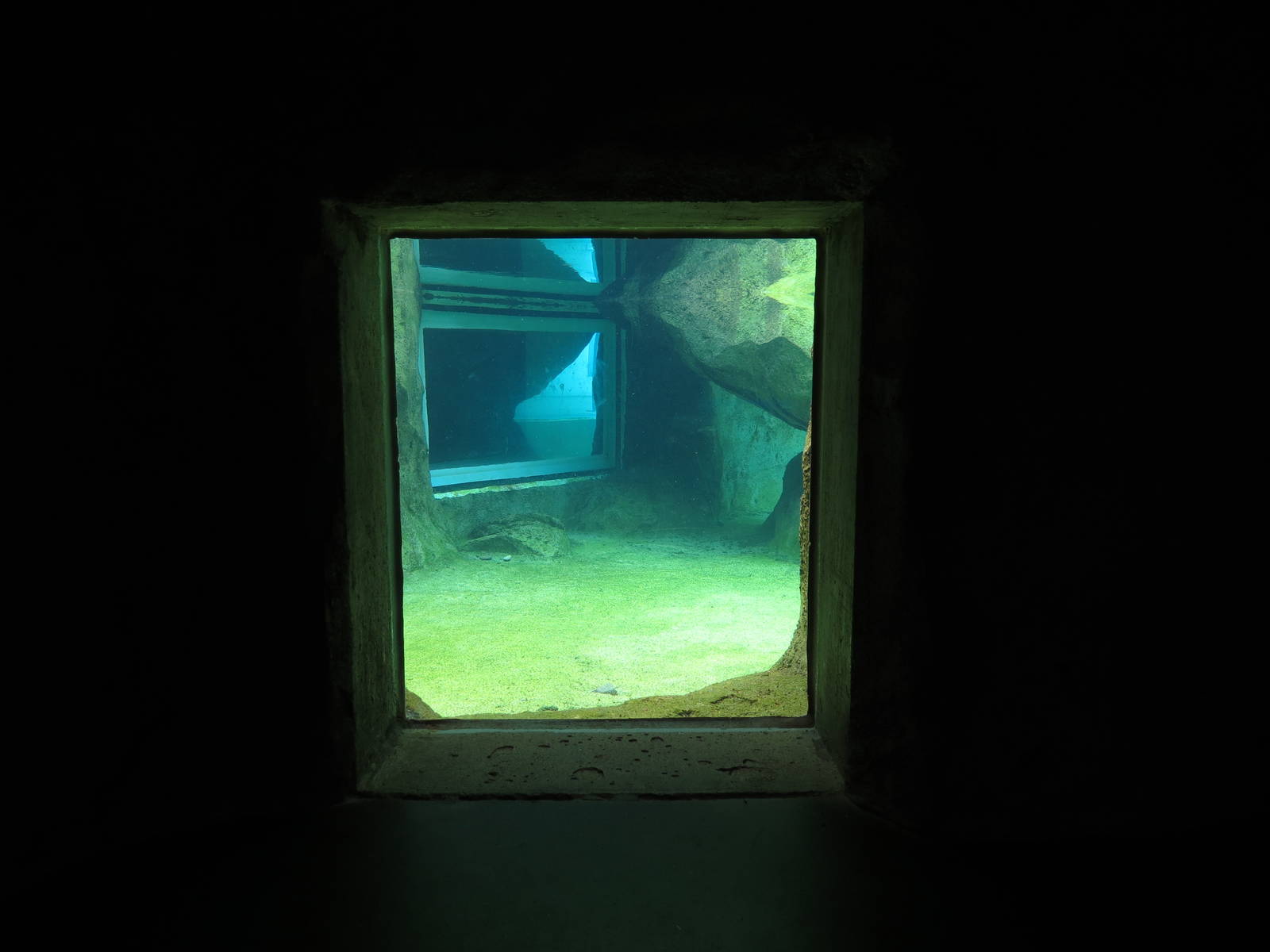 Penguin Point - Underwater Window in Interior Niche Viewing Area