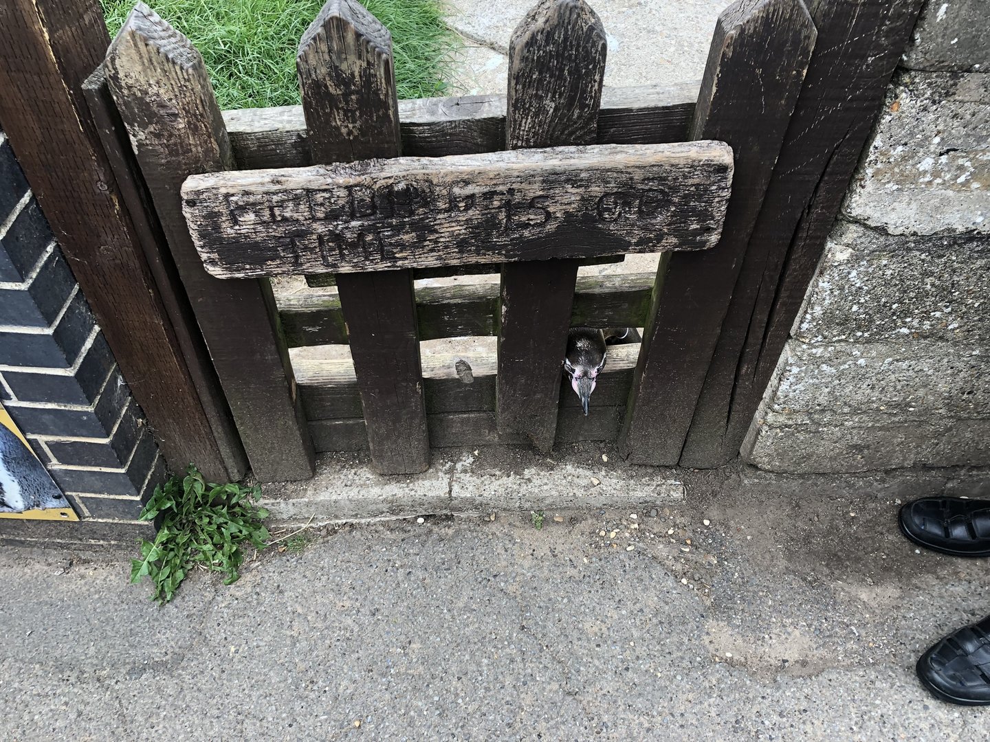 Penguin Poking its Head Through the Fence at Sewerby Zoo (June 2023)