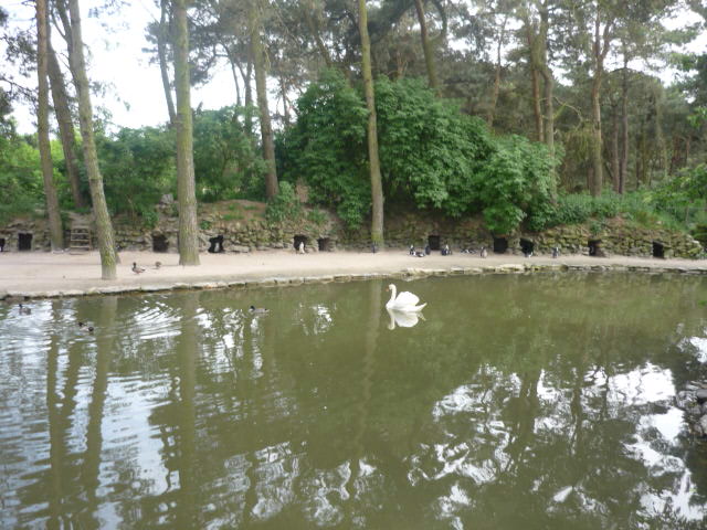 Penguin Pond