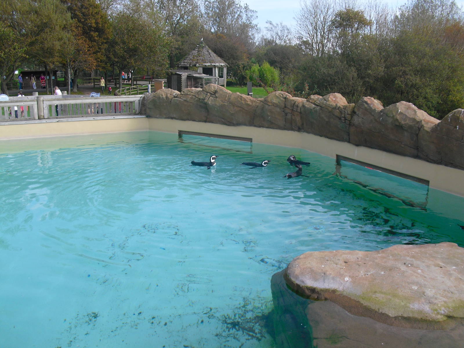Penguin Pool - 01/10/2011