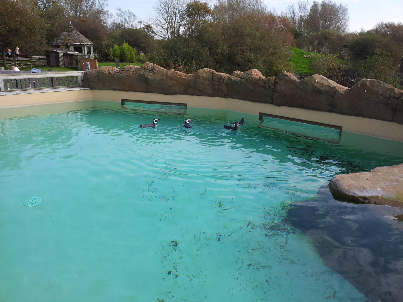 Penguin Pool - 01/10/2011